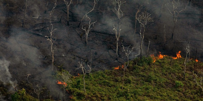Incendies Amazone