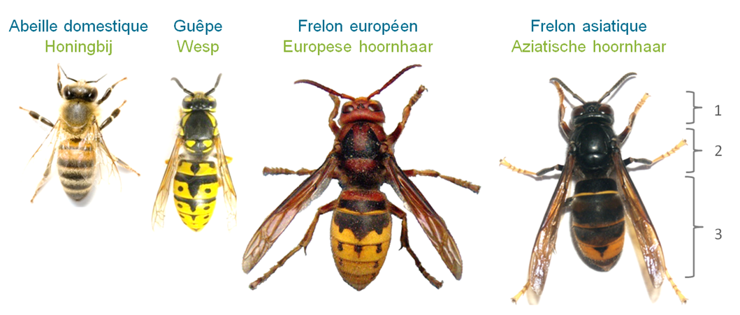 Frelon asiatique